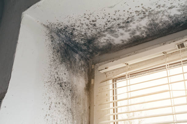Affordable Black Mold Remediation solutions in Ayden, NC